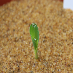 Dr Siobhan Braybrook blogs on celebrating plant science