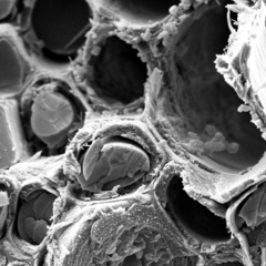 New research is inspiring the design of new biomaterials