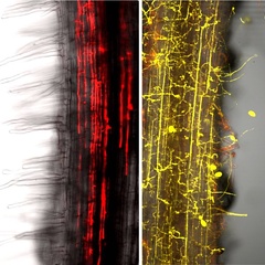 New legume research adds to the understanding of beneficial and detrimental plant-microbe interactions