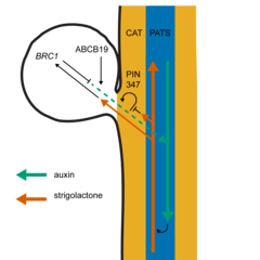 New insights into how bud-bud communication influences branching