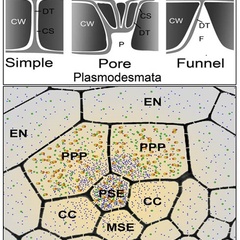 Plant science research team including SLCU’s Helariutta reveals a missing link in plant transport