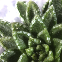 Rare mineral discovered in plants for first time