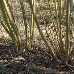 Multiple stems re-shooting from the base of coppiced willows.