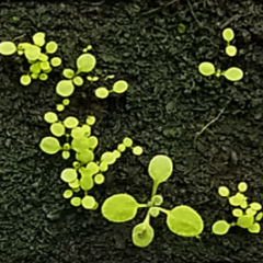 Arabidopsis seedlings germinating at different times. Image by Katie Abley.
