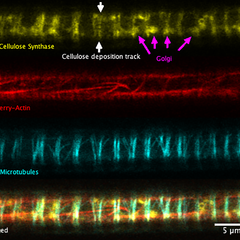 Super-resolution images deep inside the living root showing a portion of a narrow xylem vessel and fluorescently-tagged cellulose synthase complex (CSC) compartments, fluorescent actin and fluorescent microtubules that all work together to make cellulose 