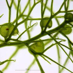 Utricularia vulgaris