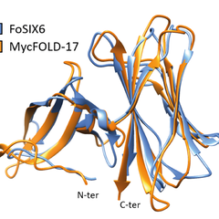 Models of the structures of FOLD proteins from a pathogen (blue) and a symbiotic fungus (orange) superimposed onto each other to show how similar they are. Image by Albin Teulet