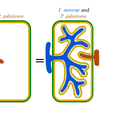 During co-colonization, PI4P is recruited to pathogen haustoria PI4P recruitment correlates with enhanced host resistance to the pathogen. Graphic by Alex Guyon.