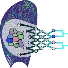 Illustration of the Plant automatic cell lineage reconstruction project. Graphic by Elise Laruelle and leaf images by Kumud Saini.