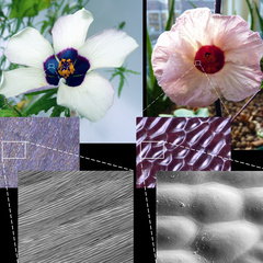 There is a clear visible difference between striated and smooth petal surfaces when the petals are viewed under microscopes: Hibiscus trionum (left) has microscopic ridges on its petal surface that act as diffraction gratings to reflect light, while Hibis