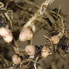 Legume root nodules
