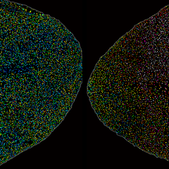Arabidopsis thaliana leaf under mock (left) versus infection (right) 20 hours after infection: The right leaf shows salcylic acid (SA) accumulation spreading from the site of pathogen invasion.