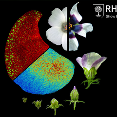 Flowers like hibiscus use an invisible blueprint established very early in petal formation that dictates the size of their bullseyes – a crucial pre-pattern that can significantly impact their ability to attract pollinating bees.  Image by Edwige Moyroud 