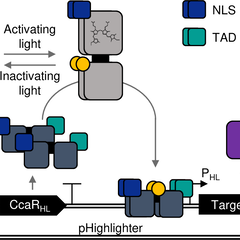 Schematic representation of the Highlighter system and function