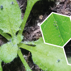 Spider mites on Arabidopsis thaliana at different magnifications