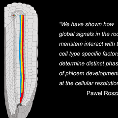 Diagram of phloem in root: “We have shown how global signals in the root meristem interact with the cell type specific factors to determine distinct phases of phloem development at the cellular resolution.” Pawel Roszak