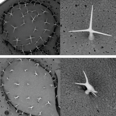 Trichomes on an Arabidopsis thaliana leaf (here shown using electron microscopy) are formed by a single cell adopting this spiked shape. Arabidopsis plants without a SCAR/WAVE gene cannot form properly shaped trichomes, because their inner cytoskeleton co
