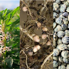 Montage featuring pea and broadbean plants, root nodules, and dried lentils and beans.