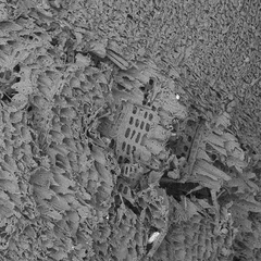 Timber from Norfolk wooden boats images under a scanning electron microscope, with fungal spores visible.