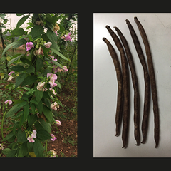 Images of African Yam Bean growing in field, close-up of plant with flowers, pods, tubers and beans. Images by Ademola Aina (IITA)