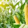 Maize in field with corb ears in foreground.