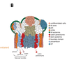 Graphic of infloresence meristem with cells coloured to represent their different trajectories to become vascular tissues (phloem, cambium and xylem) and other tissues such as petals/sepals and cortex.
