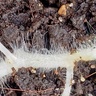 Close-up of white pumpkin roots covered root hairs with soil background