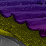 Cryo-scanning electron microscopy of Hibiscus trionum petal fracture with false colour processing showing the cuticle has two physically distinct layers. Credit: Raymond Wightman. False color processing by Gareth Evans.