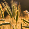 Barley growing in field