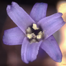 British bluebell flower imaged under a white light and scanning electron microscope showing details of stigma and anthers. Images by Gareth Evans and Trevor Groves FRMS.