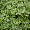 Dionysia tapetodes is an alpine plant with leaves covered in woolly farina. Image by Matthieu Bourdon .