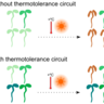 Gene circuits will be tested for their ability to enhance traits like thermotolerance and drought resistance in Arabidopsis thaliana plants. Graphic by Chris Micklem.