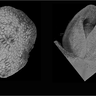 3D reconstruction of Marchantia (left) and barley meristem using the new Flip-Flap protocol
