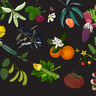 Some of the  284 species of plants included in Conservatory data set. Illustrations by Professor Madelaine Bartlett.