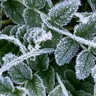 Frost on green leaves