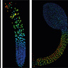 Biosensor imaging of a seedling, measuring how the concentrations of the plant hormone gibberellin change as the plant grows. Credit: Annalisa Rizza.