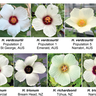 11 species of Hibiscus flowers showing variation in bullseye size.