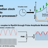 Graphical abstract illustrating how the cyanobacterial circadian clock couples to pulsatile processes. The clock couples to RpoD4 through Pulse Amplitude Modulation (PAM).