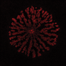 Cross section of hypocotyl of 8-week-old Arabidopsis thaliana. The ovac mutant displays enhanced secondary vessel differentiation (red) at the expense of parchenchyma cells. 