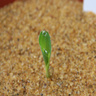 Dr Siobhan Braybrook blogs on celebrating plant science