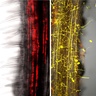 New legume research adds to the understanding of beneficial and detrimental plant-microbe interactions