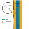 New insights into how bud-bud communication influences branching