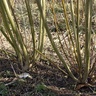 Multiple stems re-shooting from the base of coppiced willows.