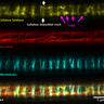 Super-resolution images deep inside the living root showing a portion of a narrow xylem vessel and fluorescently-tagged cellulose synthase complex (CSC) compartments, fluorescent actin and fluorescent microtubules that all work together to make cellulose 