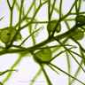 Utricularia vulgaris
