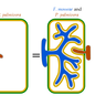 During co-colonization, PI4P is recruited to pathogen haustoria PI4P recruitment correlates with enhanced host resistance to the pathogen. Graphic by Alex Guyon.