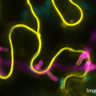 Phytophthora palmivora hyphae under the epidermis with haustoria projecting from below into living Nicotiana benthamiana epidermis cells.  Image by Alex Guyon.