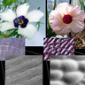 There is a clear visible difference between striated and smooth petal surfaces when the petals are viewed under microscopes: Hibiscus trionum (left) has microscopic ridges on its petal surface that act as diffraction gratings to reflect light, while Hibis