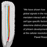 Diagram of phloem in root: “We have shown how global signals in the root meristem interact with the cell type specific factors to determine distinct phases of phloem development at the cellular resolution.” Pawel Roszak