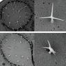 Trichomes on an Arabidopsis thaliana leaf (here shown using electron microscopy) are formed by a single cell adopting this spiked shape. Arabidopsis plants without a SCAR/WAVE gene cannot form properly shaped trichomes, because their inner cytoskeleton co